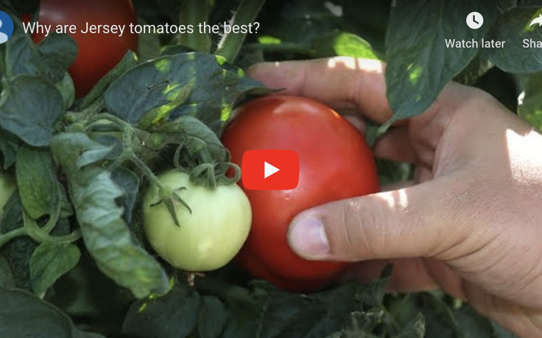 Harsher climate a challenge to New Jersey tomato farmers. Here’s how they’re adapting