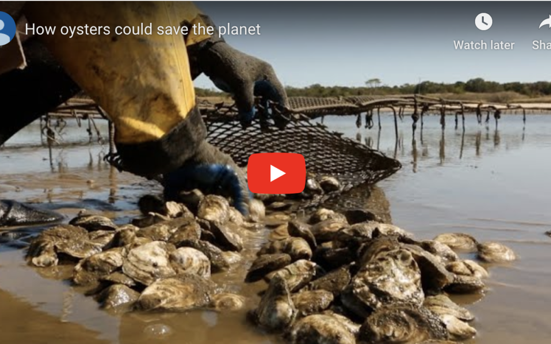 Can Oysters Save The Planet?