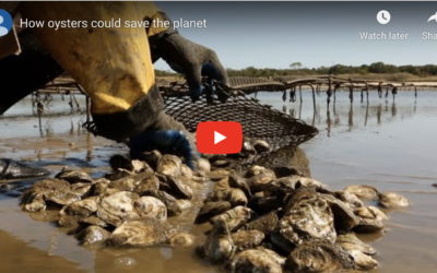 Can oysters save the planet?