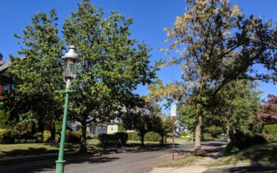 Why Seton Hall students are counting South Orange trees