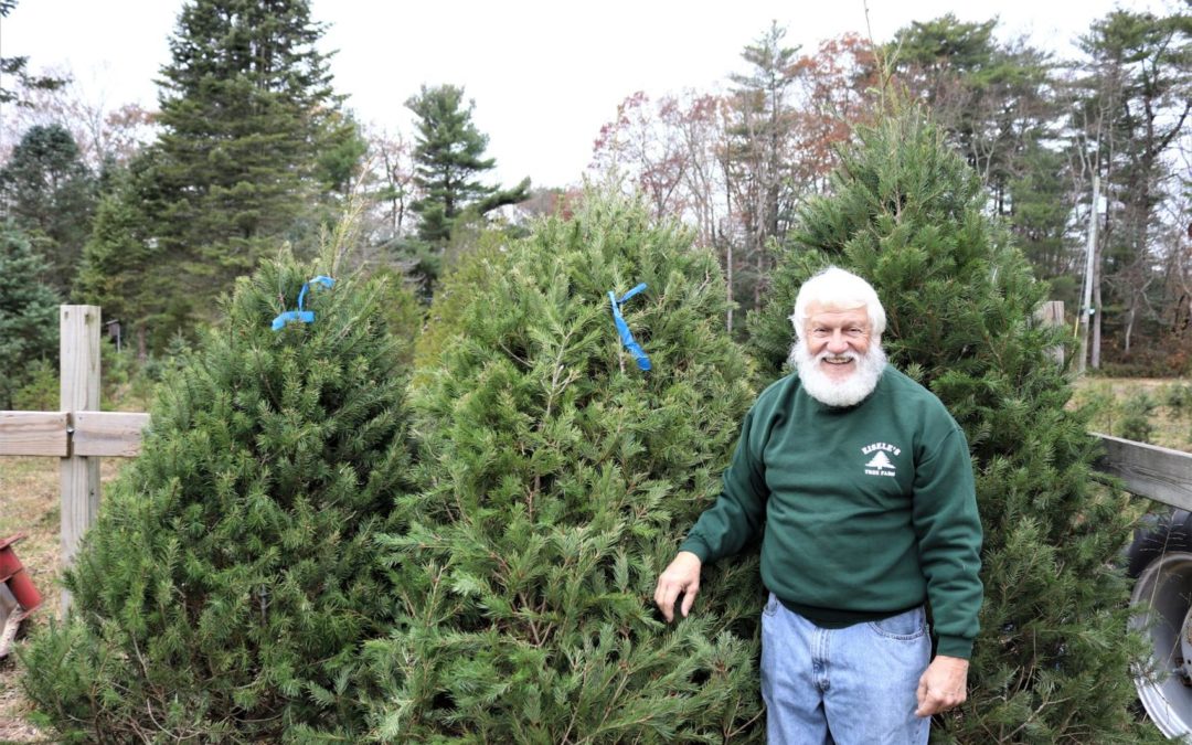 Real vs. artificial Christmas trees: Which is ‘greener?’