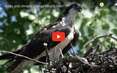 How has climate change affected birds in South Jersey?