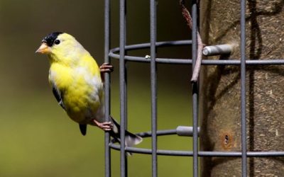 New Jersey may lose its state bird to climate change, environmental report says