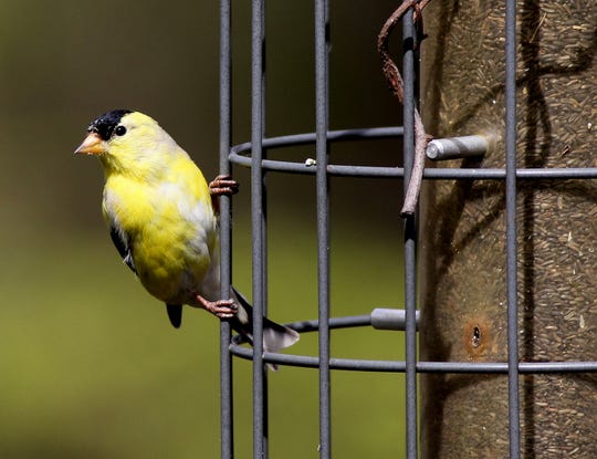 New Jersey may lose its state bird to climate change, environmental report says