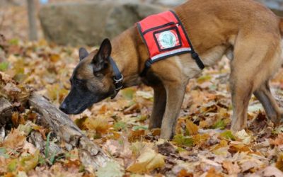 ‘Who’s a good boy?’ Expert sniffers tackle Lanternfly invasive species threat