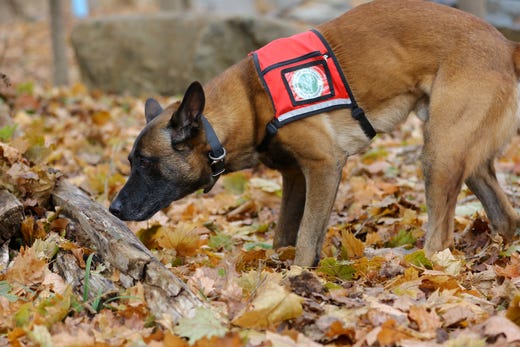 Spotted lanternfly is no match for invasive species detection dogs