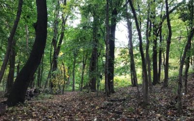 These woods were a local philanthropist’s oasis. Now they’re preserved for all to enjoy