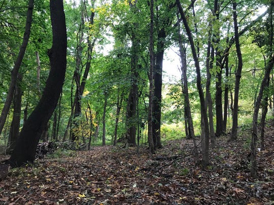 These woods were a local philanthropist’s oasis. Now they’re preserved for all to enjoy