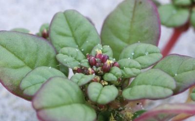 This plant species disappeared from NJ’s coast between 1913 and 2000. It’s roaring back