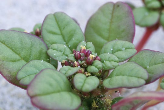 This plant species disappeared from NJ’s coast between 1913 and 2000. It’s roaring back