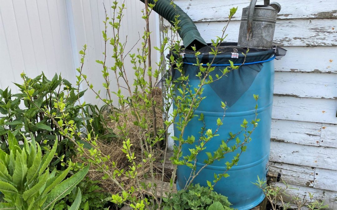 Saving for a Not-so-Rainy Day: Rain Barrel Workshop Goes Virtual, but the Project Continues