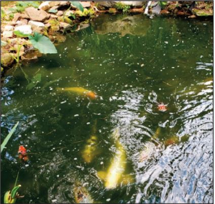 A 30 Year Old Backyard Oasis Is A Mini Ecosystem New Jersey Sustainability Reporting Hub