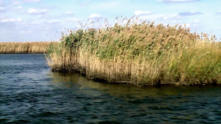 Meadowlands Mayors Link Restored Wetlands to Flood Mitigation