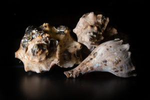 Oyster spat of varying sizes grow on whelk shells, which provide more surface area for oysters to attach than oyster shells. Oyster larvae becomes spat when they settle and attach to shells.