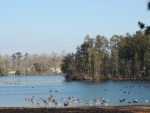 Canada geese in Hammonton Lake