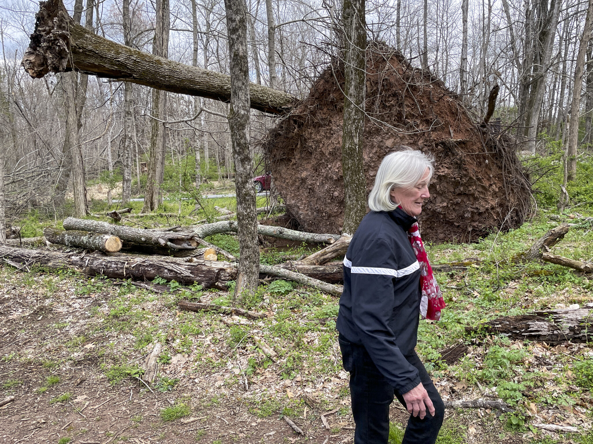 Grey-haired woman walks in front of an uprooted tree in a forest