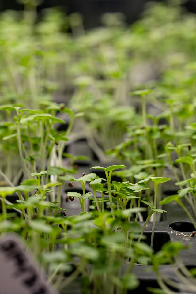 Tiny green plant shoots coming out of a dark plastic tray