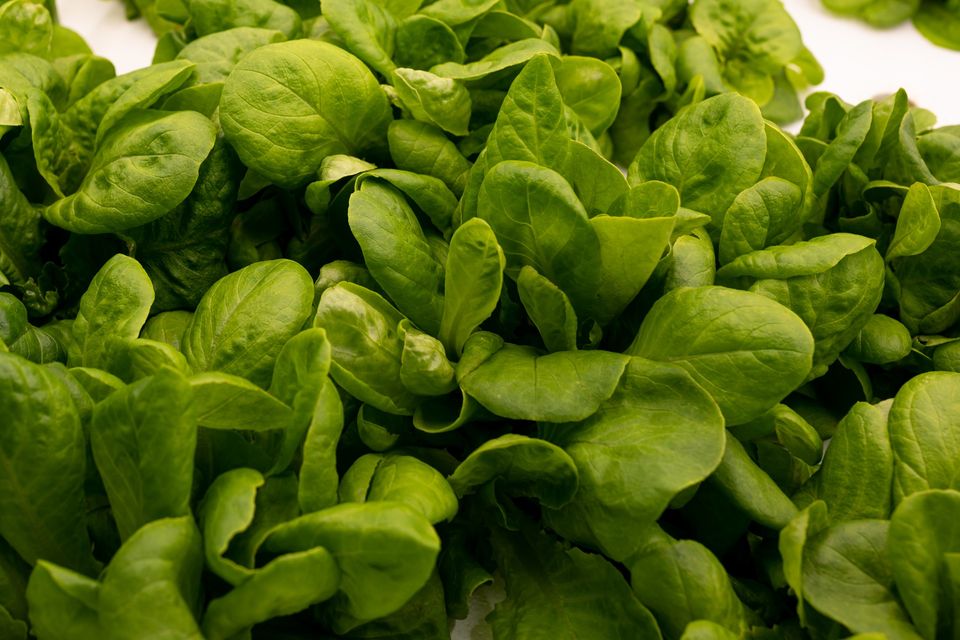 Green produce leaves