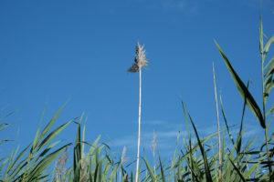Spiky plants against a blue sky