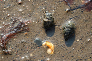 Closeup of seashells and seaweed in shallow water