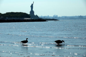 Two wading water birds are silhouetted in the foreground, with the Statue of Liberty in the background