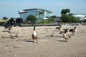 Six geese stand on a beach with two buildings in background