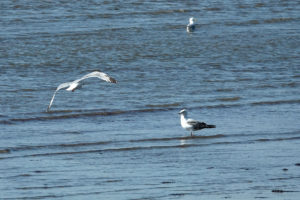 Three seagulls over shallow water