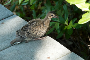 A brown bird perches on a gray manmade surface