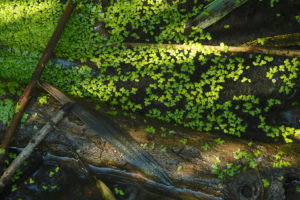Small green water plants in water