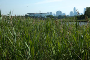 Reedy plants in foreground and buildings in distance