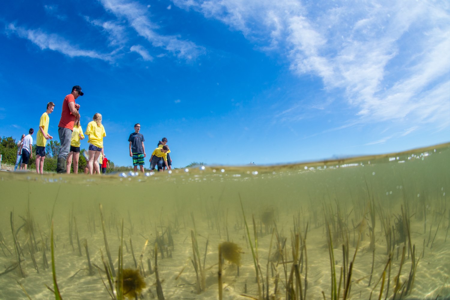 Bottom of photo shows sand and plants underwater, and top shows about 10 people standing in or near the water, with a blue sky behind them
