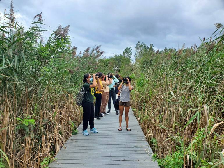 Six or so people using binoculars stand on a boardwalk amidst tall water plants