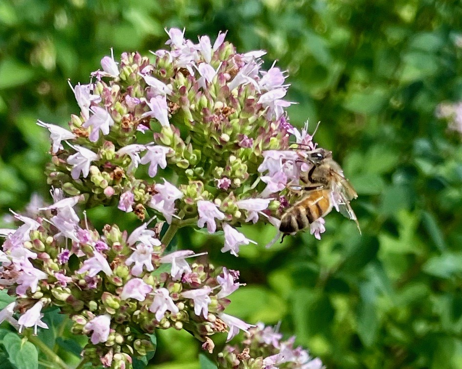 A honeybee perches on a plant with small pink flowers