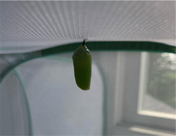 An oval-shaped green chrysalis hangs from a white mesh surface