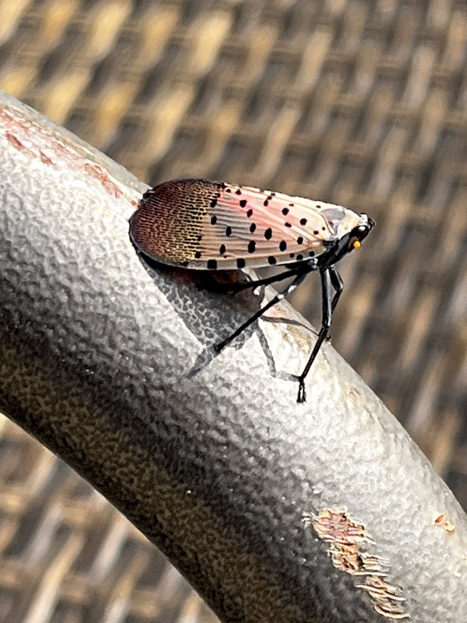 An insect with black-spotted tan-colored wings on a metal surface