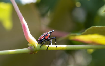 What to do when you ‘spot’ a spotted lanternfly