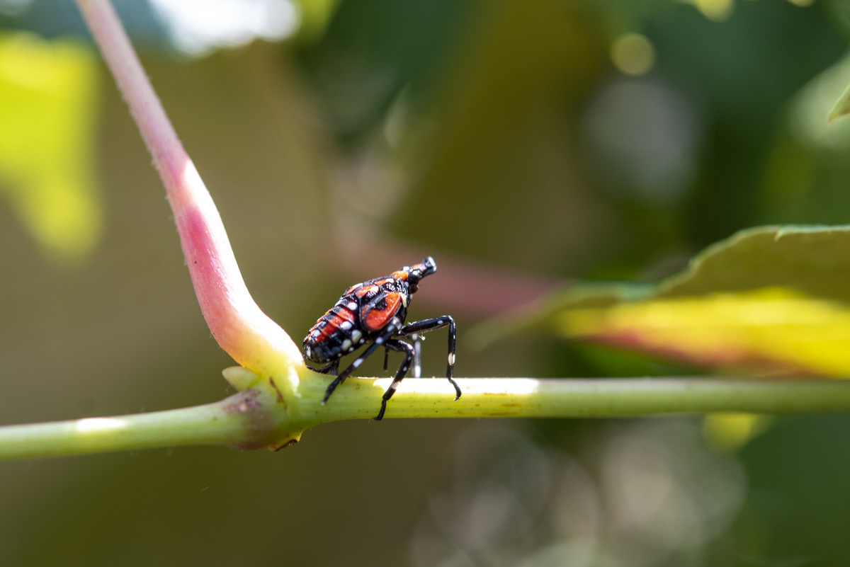 A red, black, and white insect on a plant stem