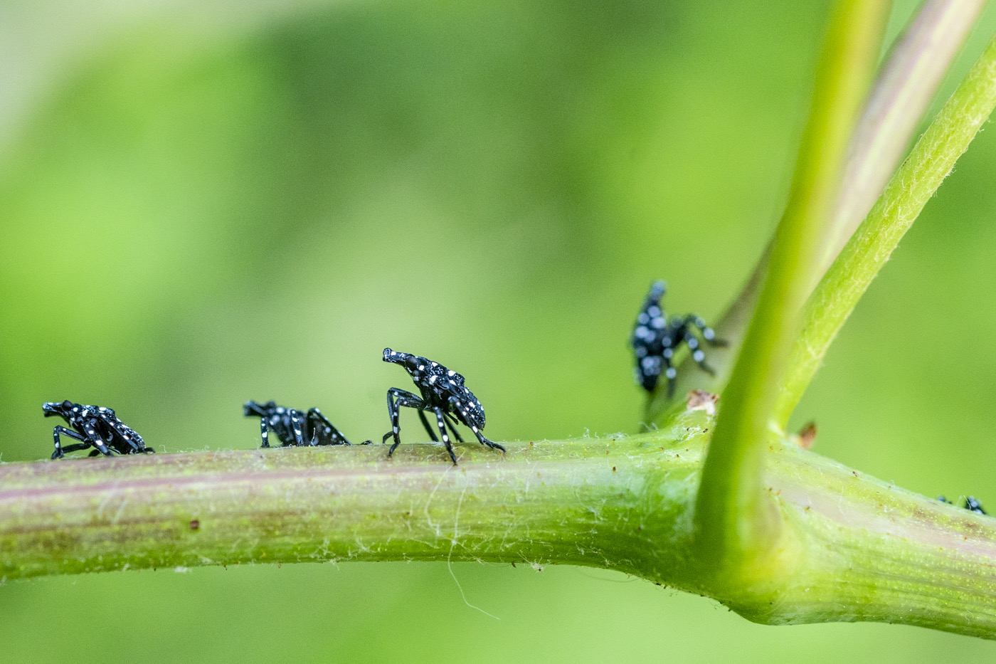 Four white-spotted black insects on a plant stem