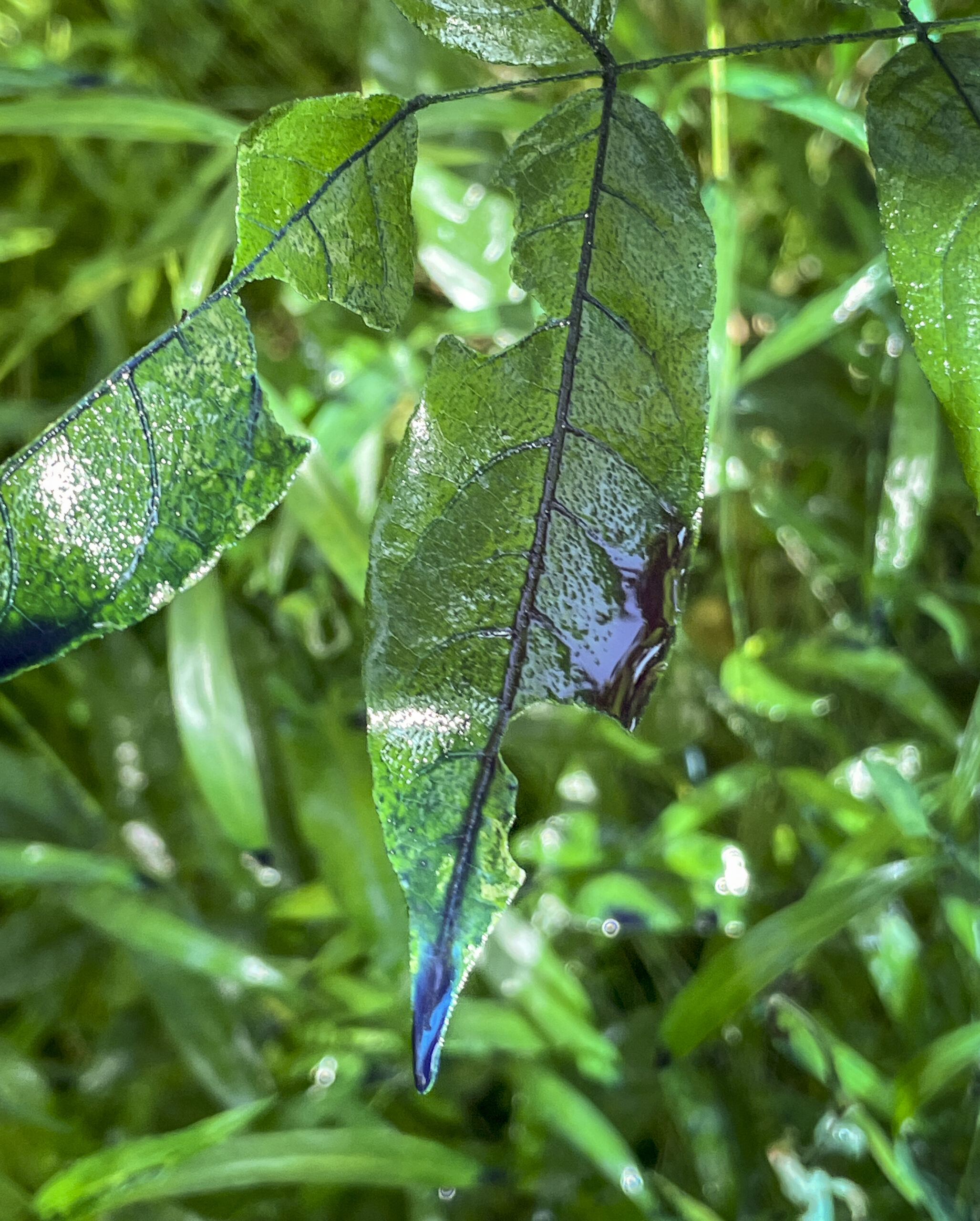 A dark liquid clings to a green leaf