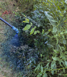A hose sprays green foliage
