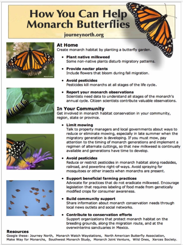 Infographic: "How You Can Help Monarch Butterflies"