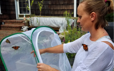 Saving monarch butterflies one garden at a time