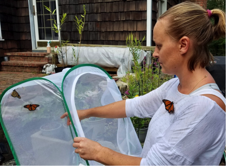 Saving monarch butterflies one garden at a time