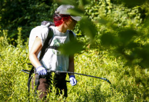A person standing in thigh-high foliage holds a hose connected to a backpack container