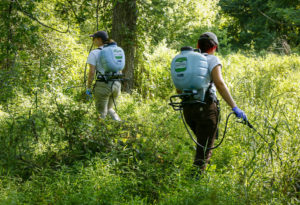 Two people are seen walking through lush foliage, spraying from hoses connected to backpack containers