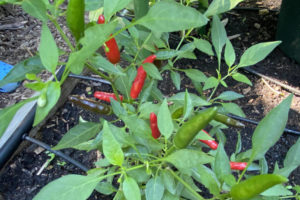 Red peppers growing on plants next to tubes from drip irrigation lines