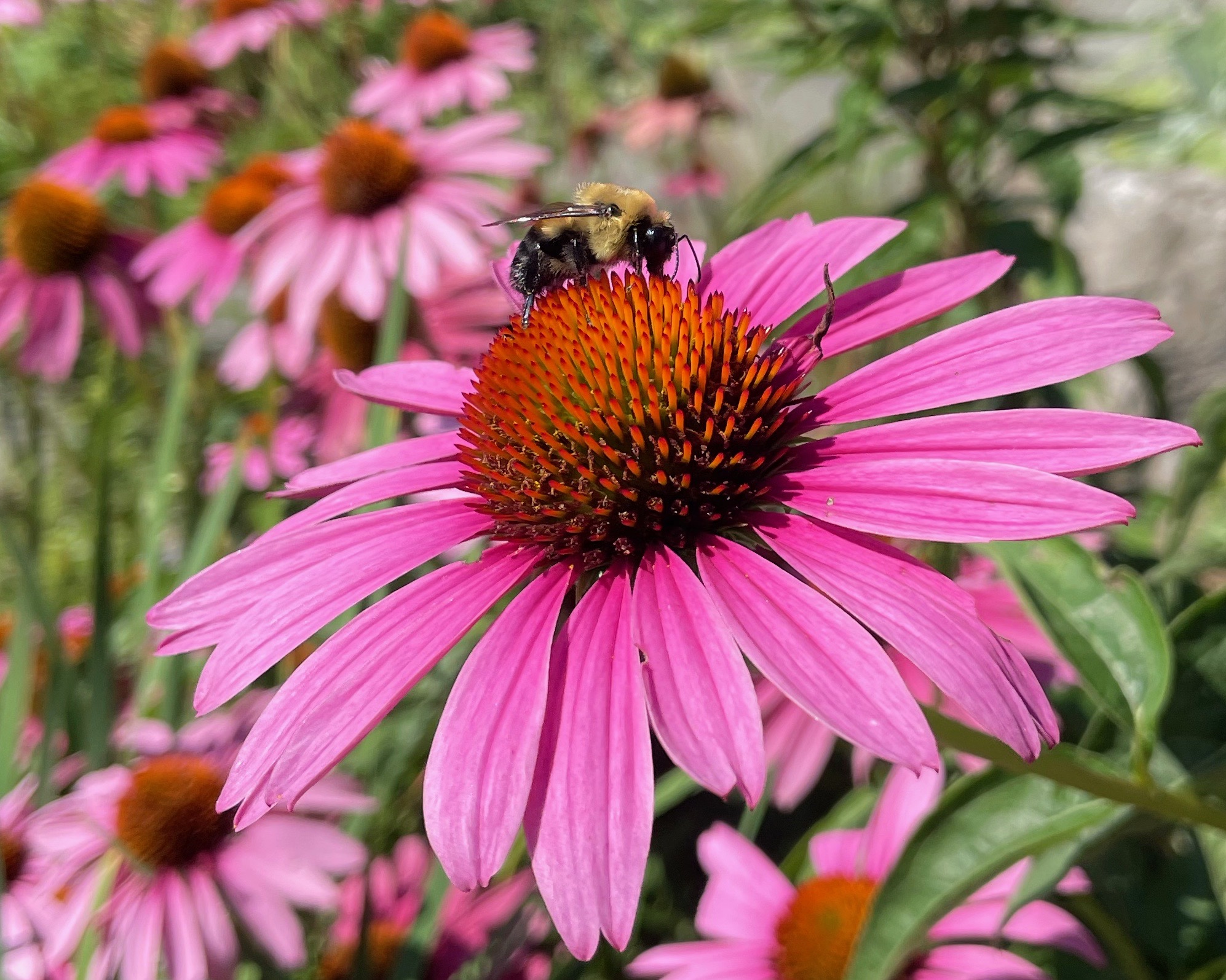 A bumblebee perches on a bright pink flower