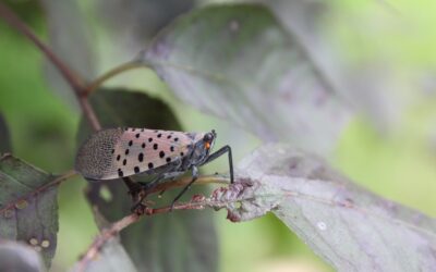 How to Stop the Spread of Spotted Lanternflies