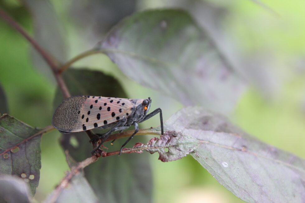 how-to-stop-the-spread-of-spotted-lanternflies-new-jersey