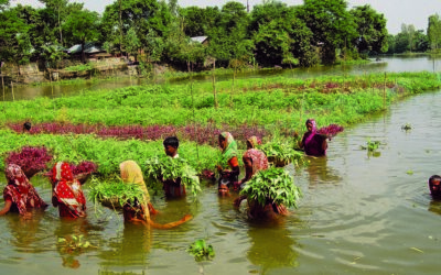 Ancient Solutions to Modern Crises: Bangladesh’s Floating Water Gardens